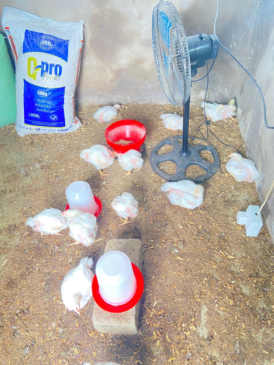 Saneliso Thusi, a disabled entrepreneur, at his SineThusi poultry farm in uMkhanyakude.