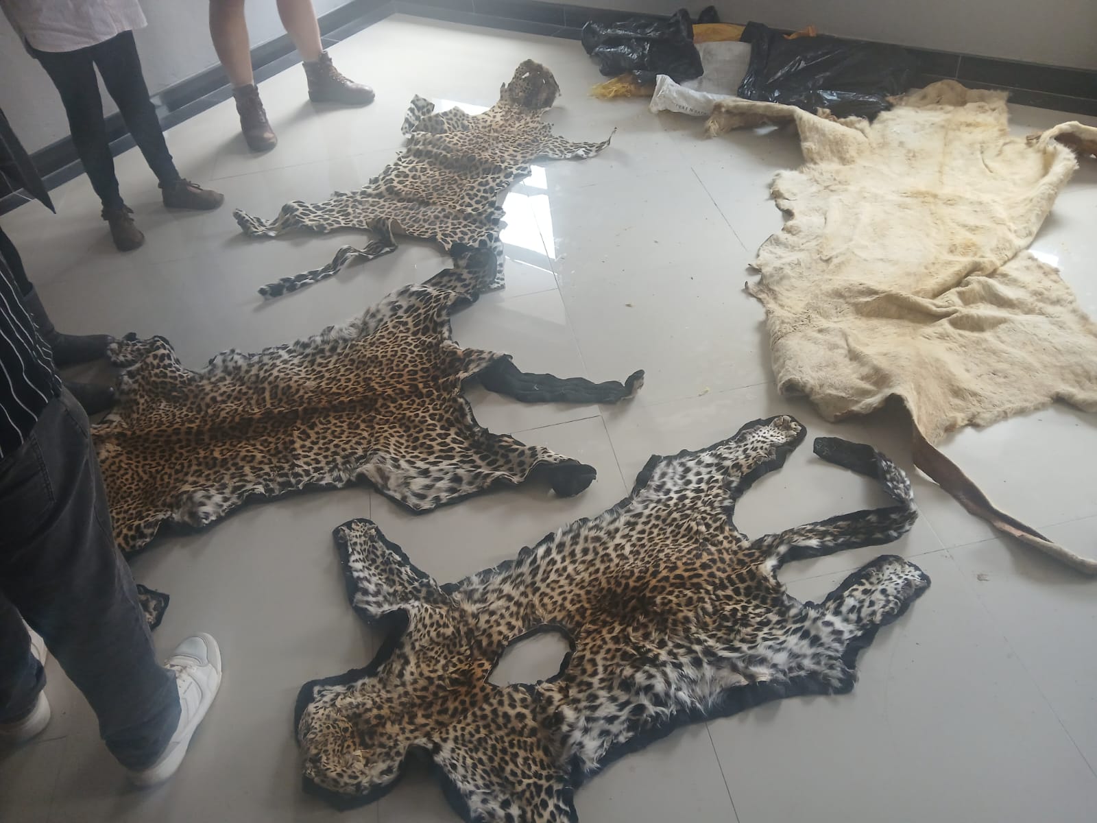 Arrest Three suspects arrested during a joint anti-wildlife trafficking operation in Polokwane have been released on R10,000 bail each after police allegedly found them with protected leopard tortoises, leopard skins.